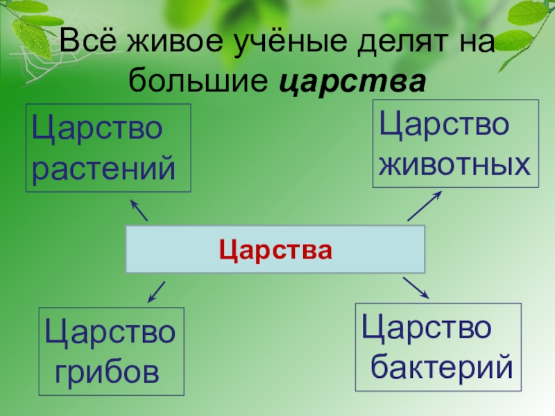 Обобщающий урок по биологии 5 класс презентация