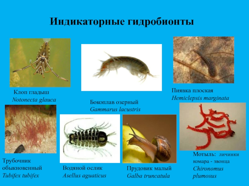 гидробионты примеры. гидробионты примеры. гидробионты среда обитания. классификация гидробионтов. гидробионты животные.