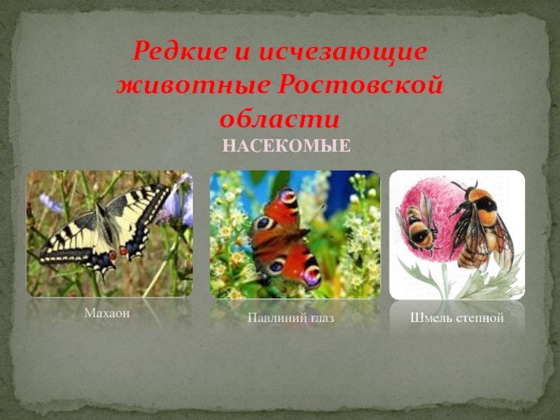 Редкие и исчезающие животные Ростовской областиМахаонПавлиний глазШмель степнойНАСЕКОМЫЕ
