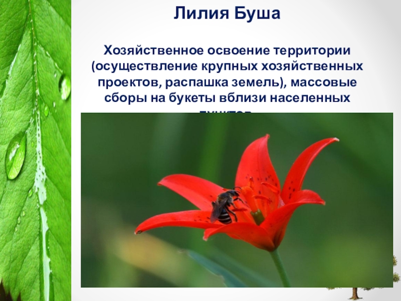 Растения красной книги хабаровского края фото и названия