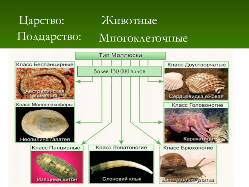 Подцарство многоклеточные беспозвоночные животные 5 класс презентация пасечник