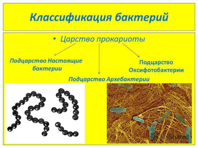 Презентация по биологии 10 класс бактерии