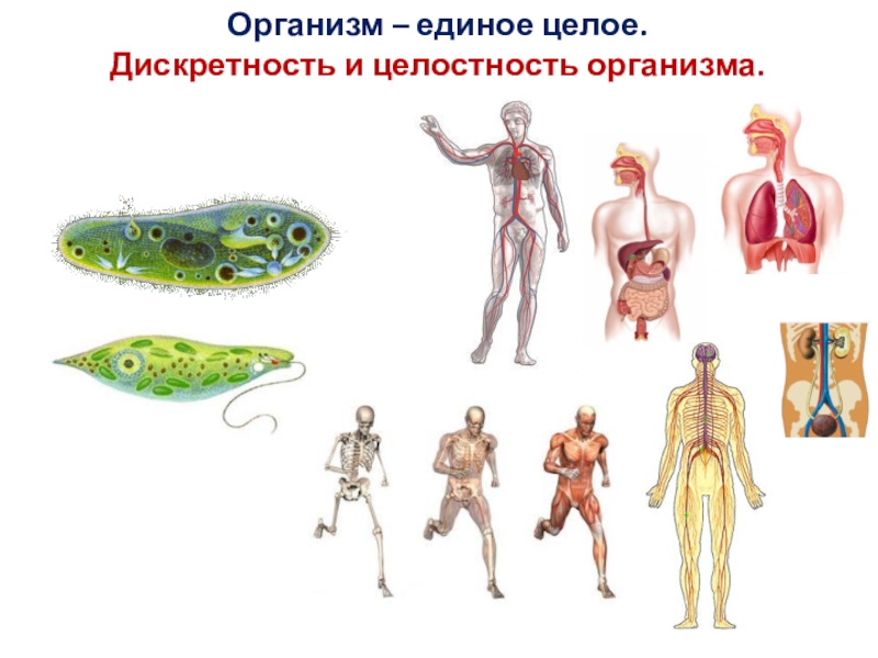 Презентация на тему организм 10 класс