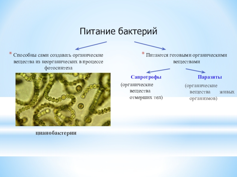 Вещество бактерии