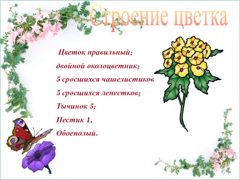 5 сросшихся лепестков. Цветок из пяти сросшихся чашелистиков и лепестков семейство. Правильный цветок. 5 Сросшихся лепестков и 5 сросшихся чашелистиков, 1 пестик, 5 тычинок. Цветок из пяти сросшихся чашелистиков и лепестков какое семейство.