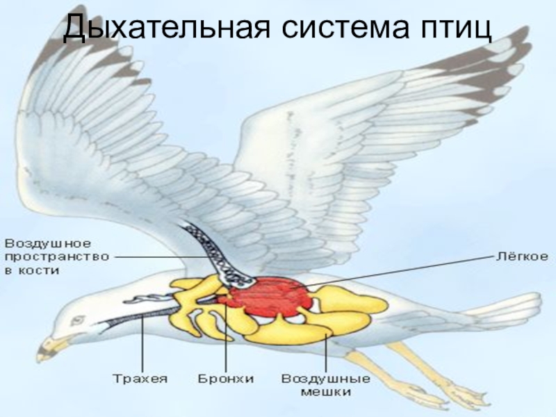 Органы дыхания птиц схема