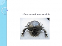 Презентация к образовательному событию в 7 классе Жук-скарабей и его родня