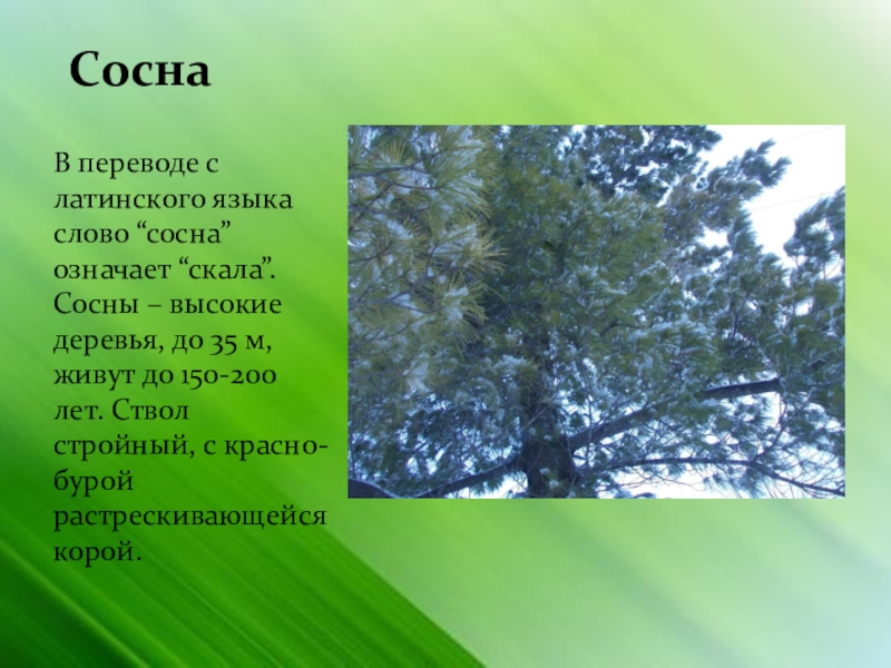 Значение слова сосна. Сосна текст. Научный текст про сосну. Красивые предложения про сосну. Художественное слово о сосне.