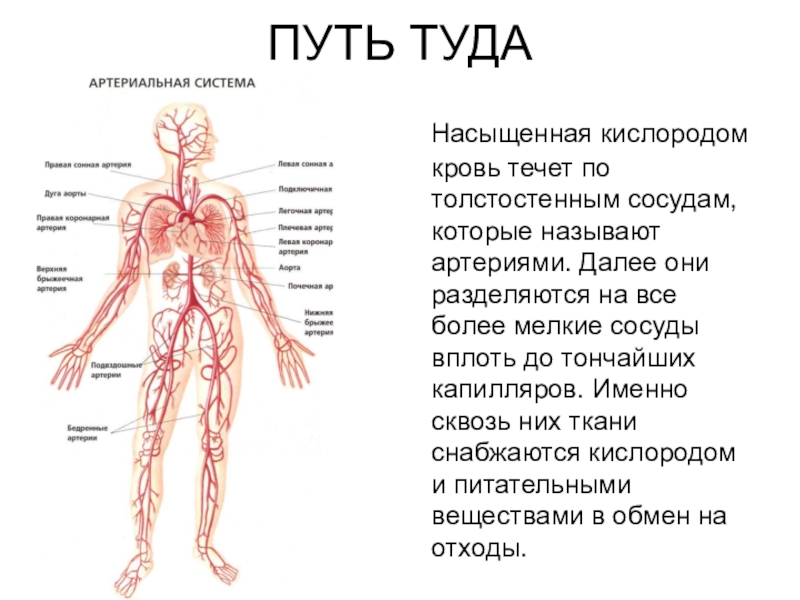 Презентация артериальная система