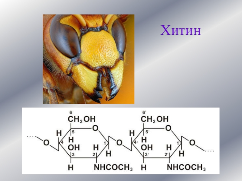 Скелет из хитина