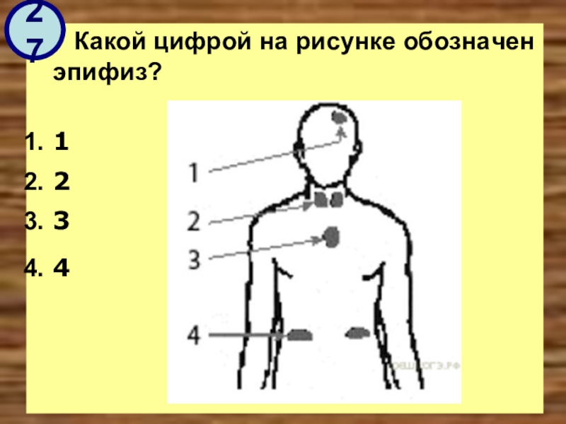 4 цифрой 1 на рисунке обозначено. Какой цифрой на рисунке обозначен эпифиз?. Какой цифрой на рисунке обозначен тимус?. Какими цифрами на рисунке обозначены:. Какой цифрой на рис обозначен эпифиз..