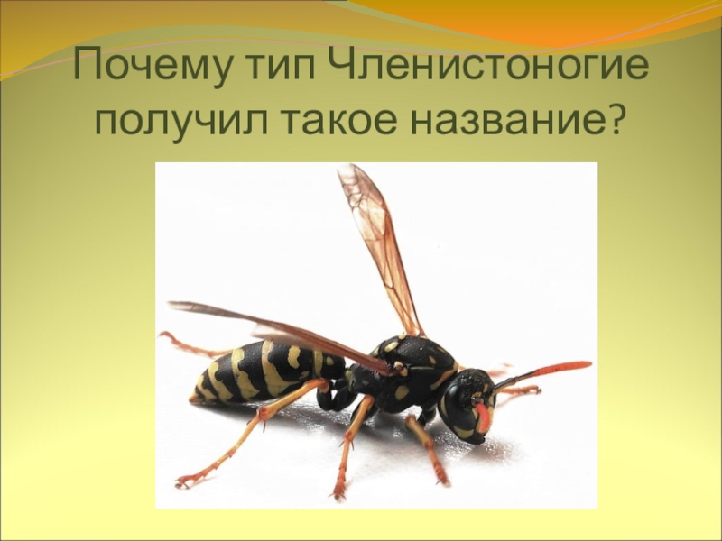 Почему тип. Почему Членистоногие. Почему Тип Членистоногие получил такое название. Что такое Членистоногие почему Членистоногие. Почему членистоногих называют членистоногими.