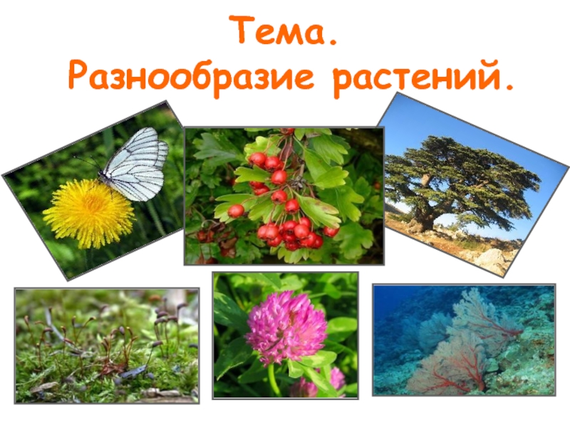 Разнообразие растений. Многообразие растительного мира. Разнообразие растений на земле. Тема разнообразие растений.