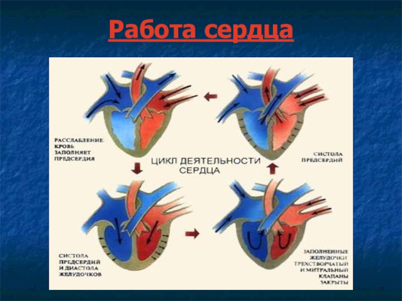 Проект работа сердца