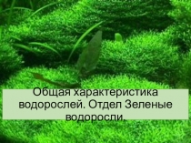 Презентация по биологии на тему: Общая характеристика водорослей. Отдел Зеленые водоросли (7 класс).