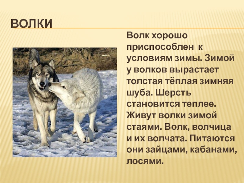 Волк годы жизни. Рассказ про Волков. Информация питания волка. Волк описание для детей.