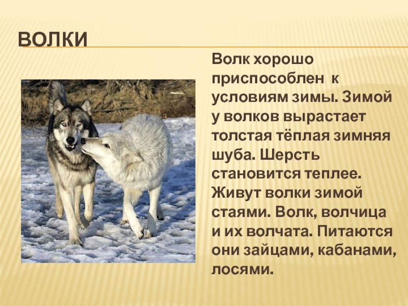 Жизнь животных 2 класс. Рассказ про Волков. Информация питания волка. Жизнь волка зимой. Описание жизни волка.