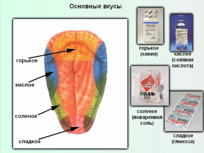 Презентация по биологии 8 класс органы осязания обоняния и вкуса