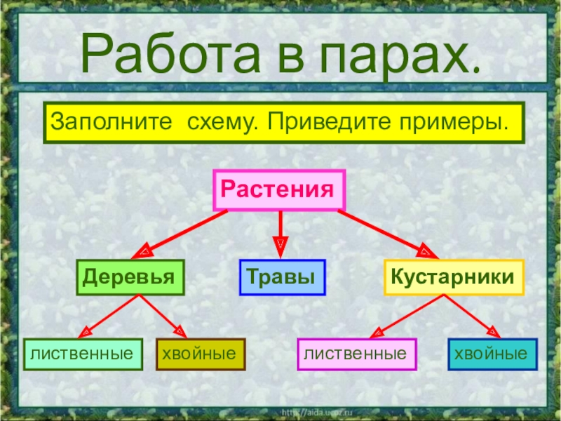 Тема растения 2 класс. Какие бывают растения. Приведите примеры растений деревья кустарники травы. Какие бывают растения 2 класс. Растения по окружающему миру 2 класс.