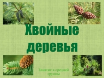 Хвойные деревья занятие для средней группы