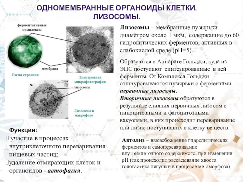 Лизосомы заполнены. Одномембранные органоиды клетки. Органоиды клетки лизосомы. Одномембранные органеллы клетки. Лизосома структуры эукариотической клетки.