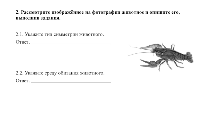 Тип симметрии комара
