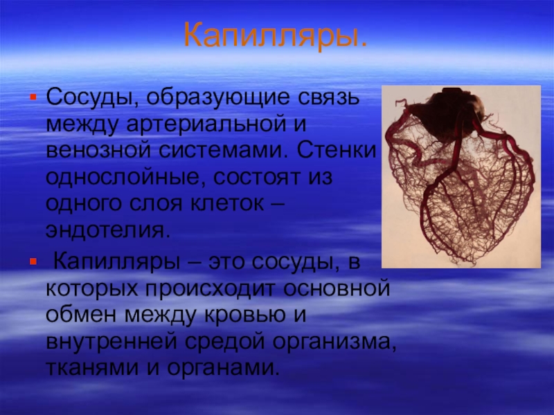 Сосуды образованы. Капилляры состоят из одного слоя. Сосуд стенка которого состоит из одного слоя клеток это. Сосуд состоящий из одного слоя клеток. Стенки капилляров состоят из.