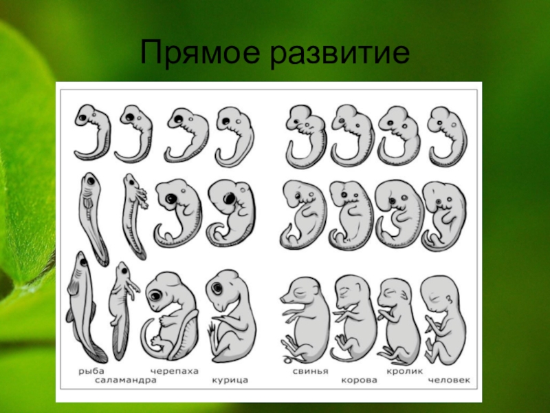 Рост и развитие животных картинки