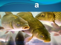 Презентация по технологии на тему: Рыба (7 класс)