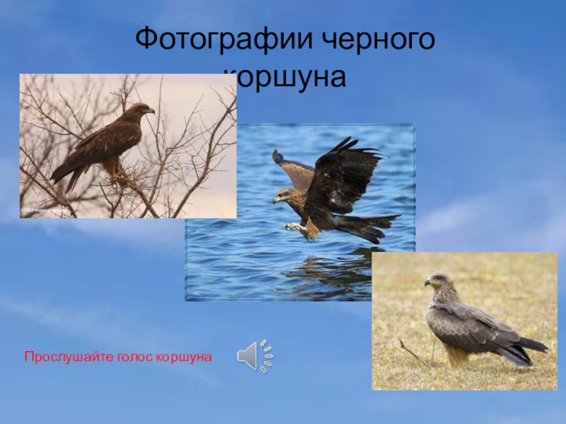 Хищные птицы самарской области фото с названиями