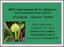 Презентация к исследовательской работе Кукуруза -царица полей