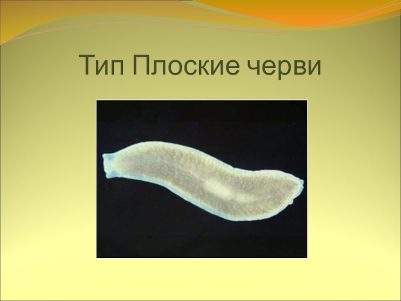 Плоские черви простейшие. Плоские черви. Типы плоских червей. Плоские черви биология. Биология Тип плоские черви.