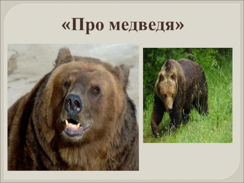 Презентация 1 класс сапгир про медведя. Литературное чтение про медведя. Г Сапгир про медведя. Медведь 1 класс.