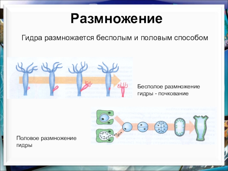 Презентация бесполое и половое размножение