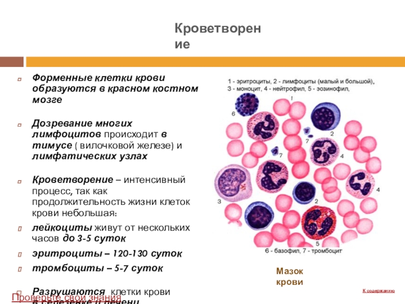 Форменные клетки крови образуются в красном костном мозгеДозревание многих лимфоцитов происходит в тимусе ( вилочковой железе) и