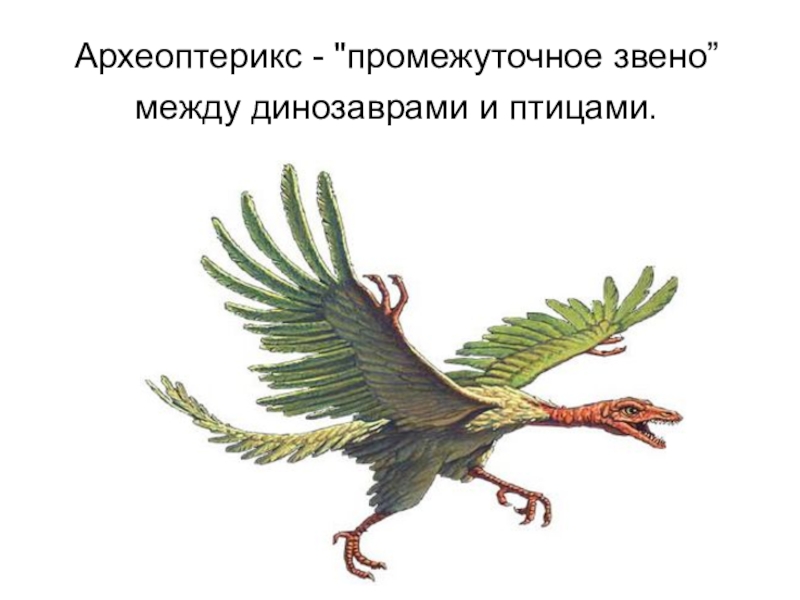 Археоптерикс это переходная форма от. Археоптерикс. Древние птицы. Археоптерикс Археоптерикс. Переходные формы Археоптерикс.