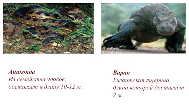 АнакондаИз семейства удавов, достигает в длину 10-12 м .ВаранГигантская ящерица, длина которой достигает 2 м .