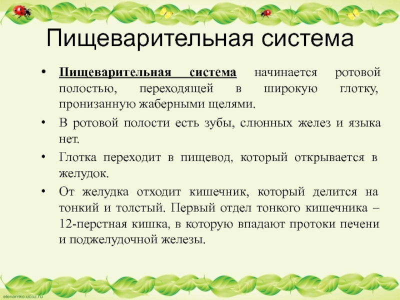 Пищеварительная системаПищеварительная система начинается ротовой полостью, переходящей в широкую глотку, пронизанную жаберными щелями. В ротовой полости есть