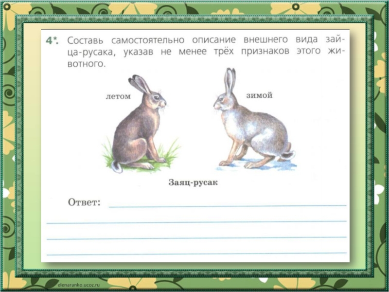 Многие думают что заяц впр. Зелёные страницы 2 класс отличие зайца русака от зайца беляка. Сравнение зайца-беляка и зайца-русака окружающий мир 2 класс. Заяц окружающий мир. Заяц Русак окружающий мир 2 класс.