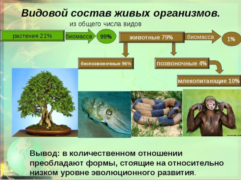 Сообщество экосистема биогеоценоз презентация биология 9 класс