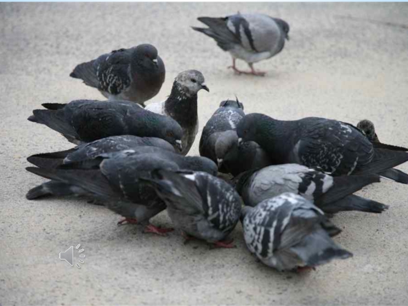 Голубей 2015. Голубиная вечеринка. Голубиное пати. Pigeon Poo.