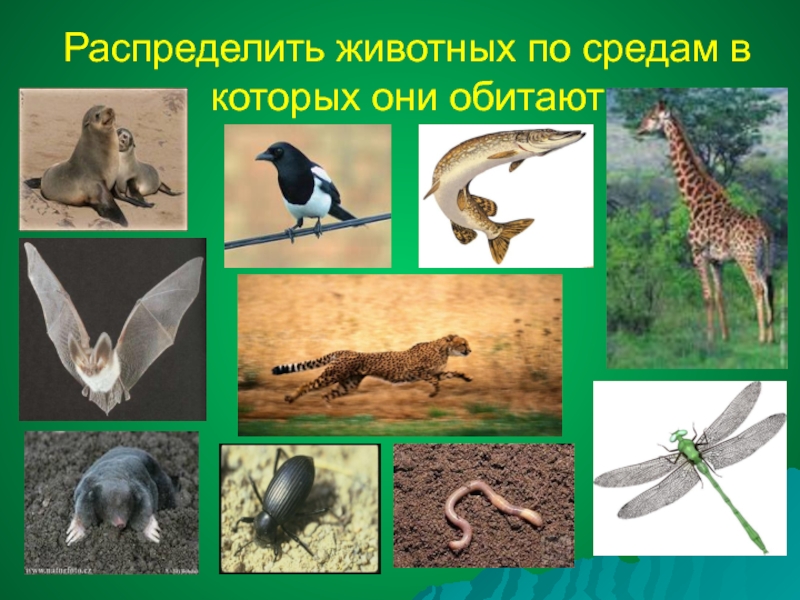 Наземно воздушные обитатели примеры. Среды обитания животных. Животные в среде обитания. Животные разных сред обитания. Животные по средам обитания.
