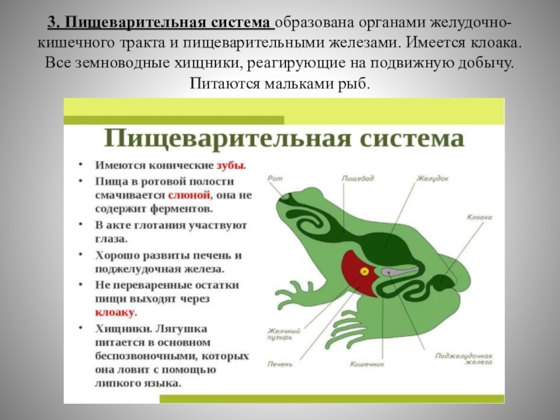 Земноводные кожа имеет железы