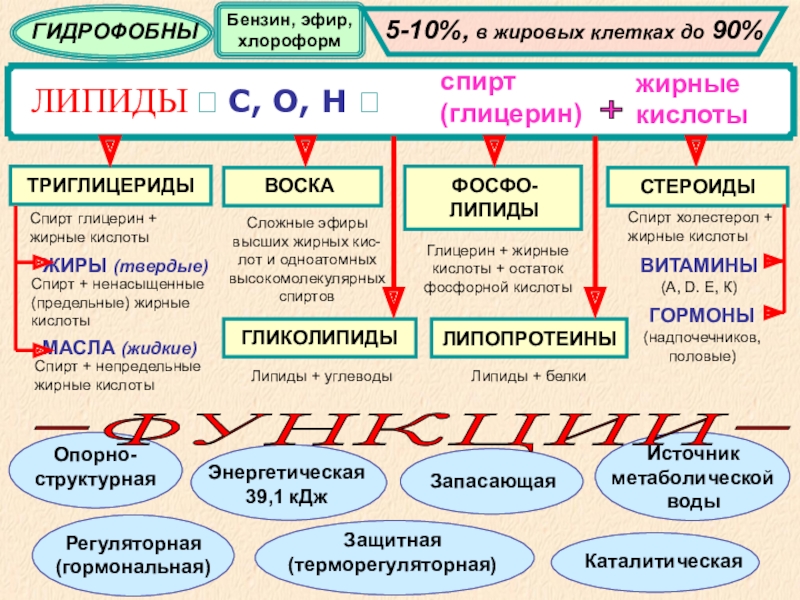 Липиды презентация 9 класс биология