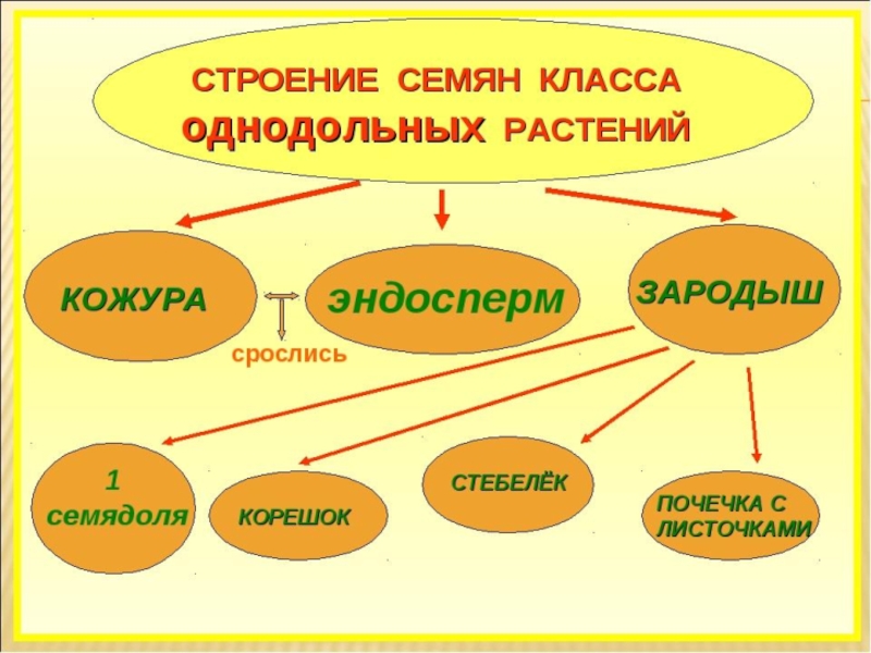 Строение семени класса однодольных. Строение семян однодольных и двудольных растений. Класс Однодольные строение семени. Строение семени 6 класс схема. Строение однодольного семени.