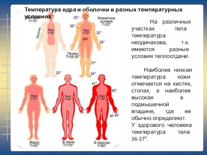 Области тела человека температура. Ядро и оболочка человека температура. Температура тела на разных участках. Температурное ядро и оболочка тела. Температура тела в различных участках тела.