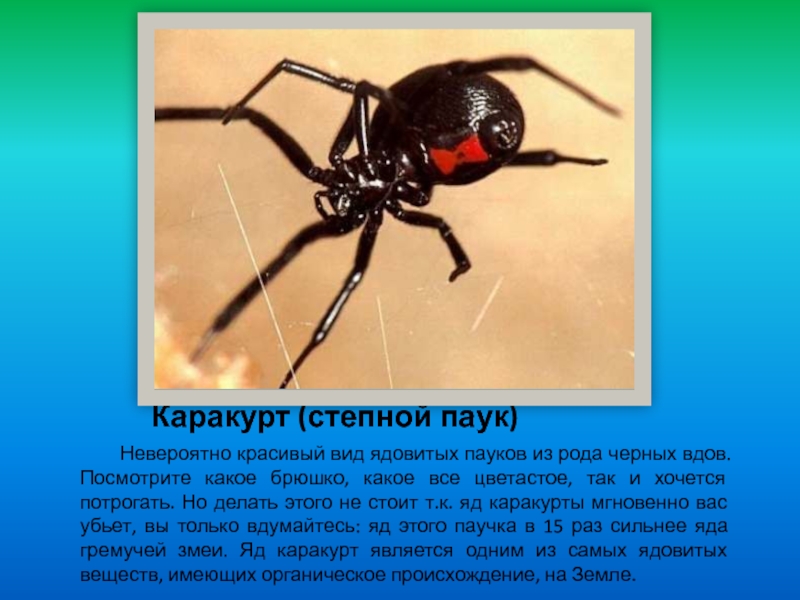 Каракурт (степной паук)Невероятно красивый вид ядовитых пауков из рода черных вдов. Посмотрите какое брюшко, какое все цветастое,