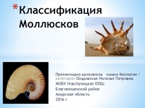 Презентация по биологии 7 класс Классификация моллюсков