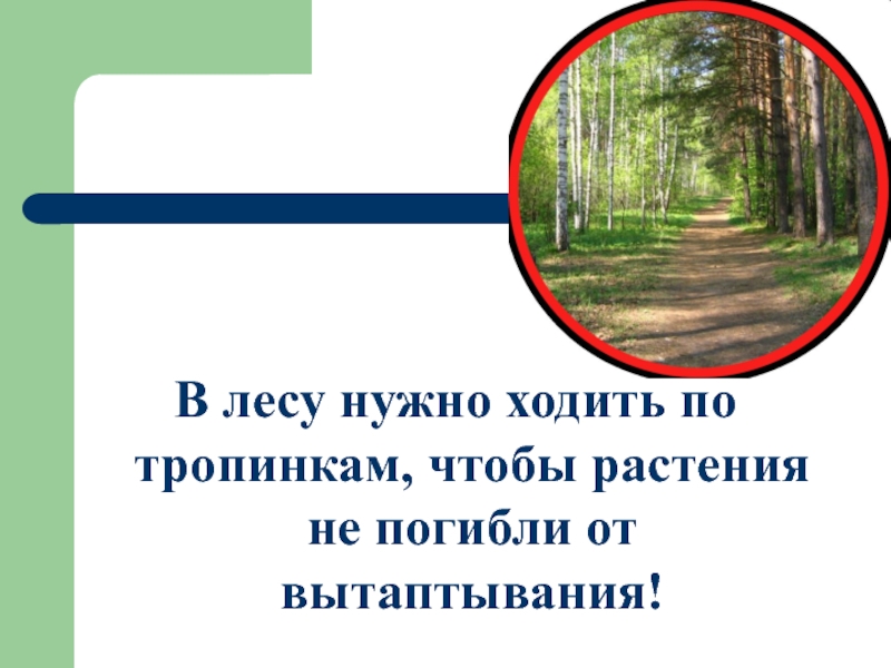 Ходили в лес будь. Ходи в лесу по тропинкам. Ходить по тропинкам. Ходить по тропинкам в лесу. Ходить только по тропинкам.