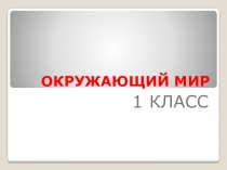 Презентация по окружающему миру Что общего у разных растений?